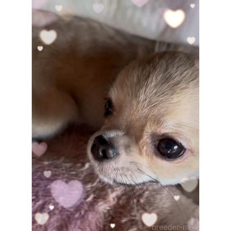 販売中の東京都のチワワ(ロングコート)-406730の3枚目