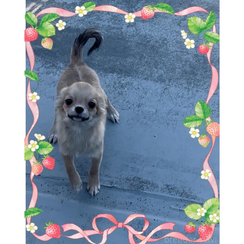 販売中の東京都のチワワ(ロングコート)-406730の1枚目