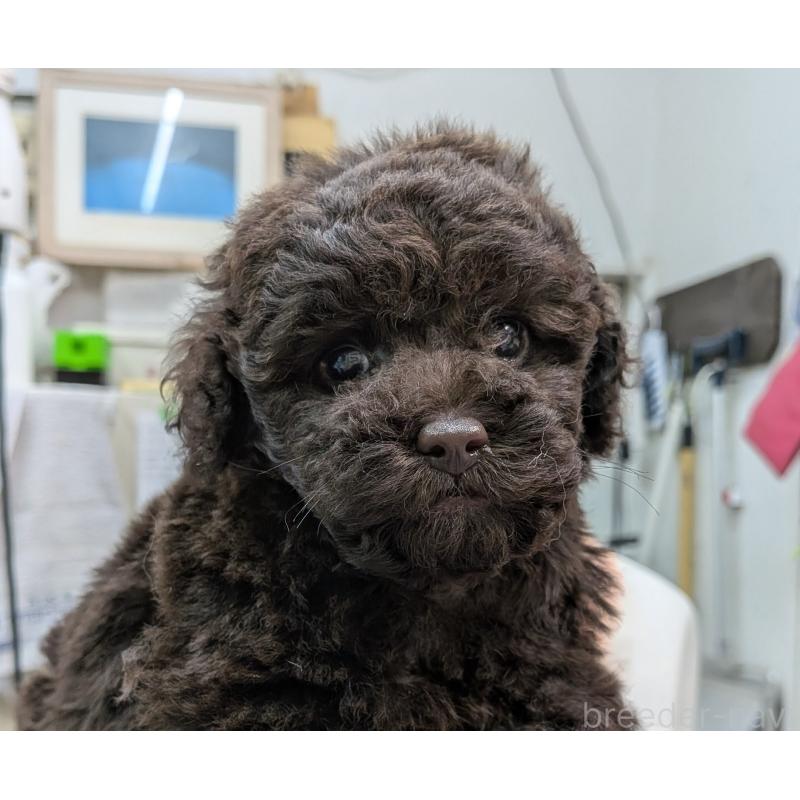 販売中の神奈川県のトイプードル-426990の3枚目