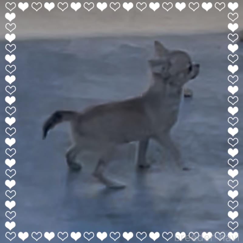 販売中の東京都のチワワ(ロングコート)-406730の2枚目