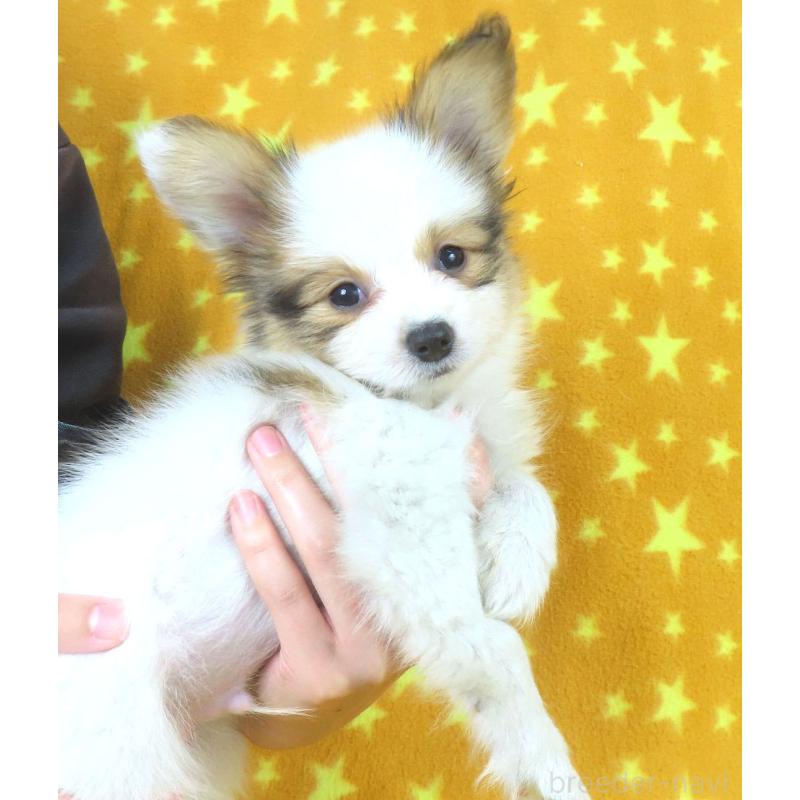 成約済の千葉県のパピヨン-422274の3枚目