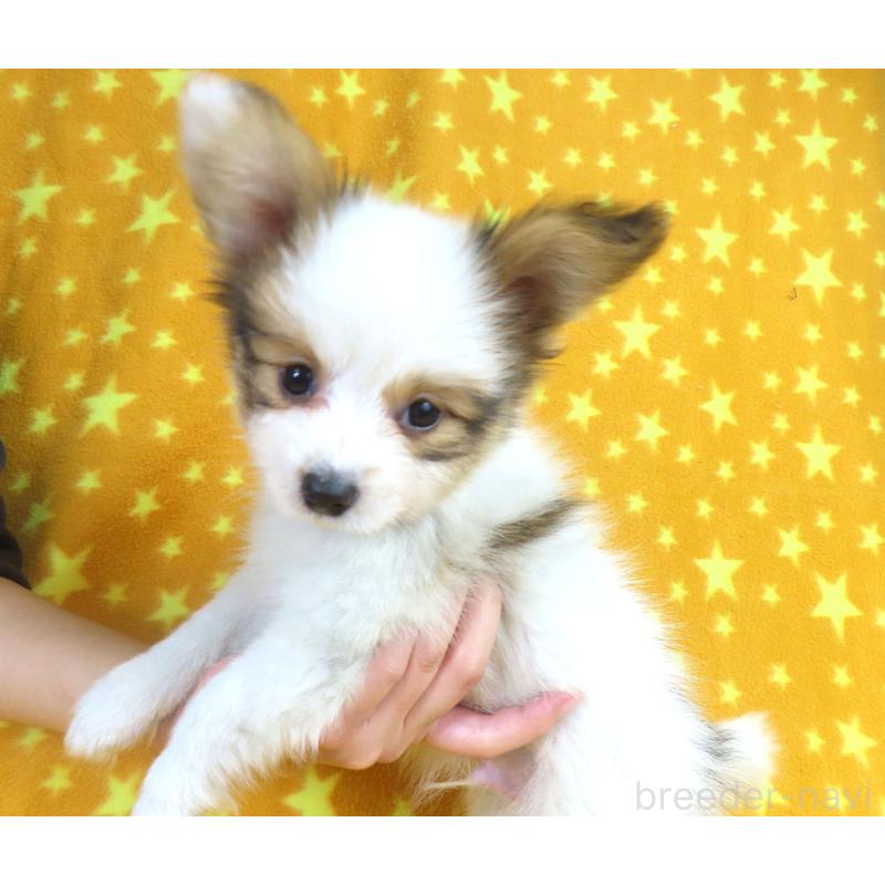 成約済の千葉県のパピヨン-422274の2枚目