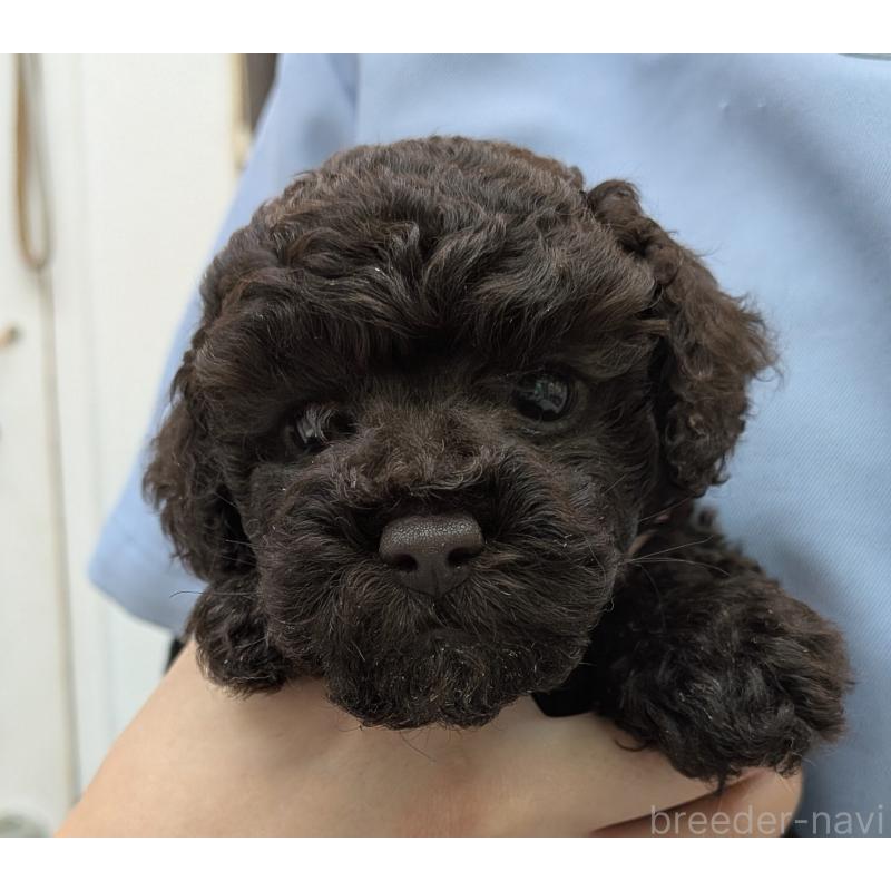 販売中の神奈川県のトイプードル-426991の4枚目