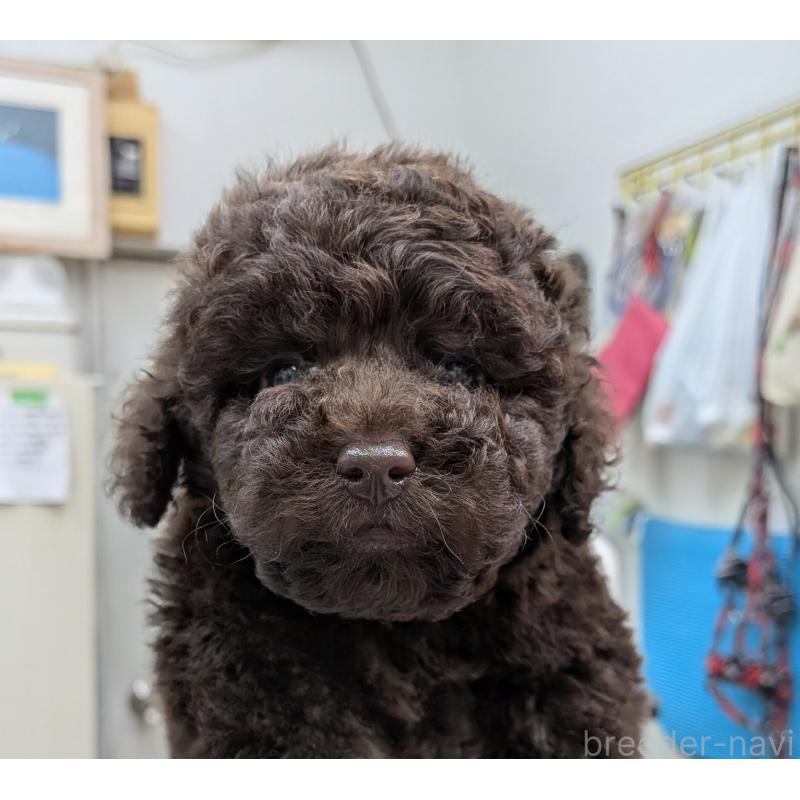 販売中の神奈川県のトイプードル-426991の3枚目