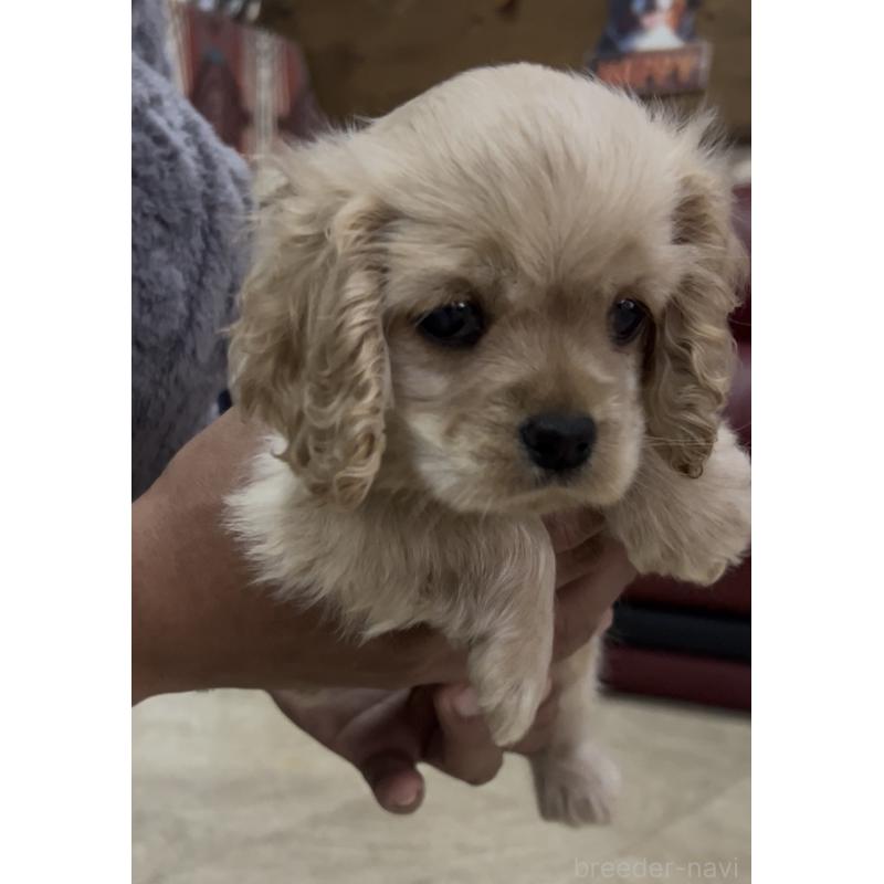 販売中の茨城県のアメリカンコッカースパニエル-428616の7枚目