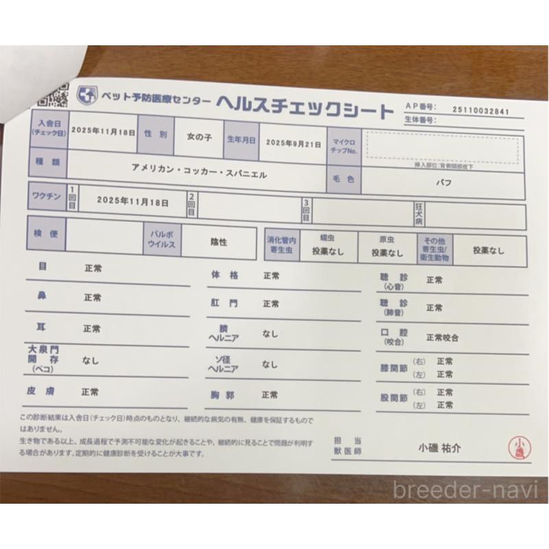 販売中の茨城県のアメリカンコッカースパニエル-428616の6枚目
