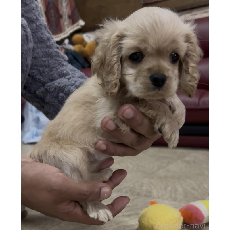 販売中の茨城県のアメリカンコッカースパニエル-428616の5枚目