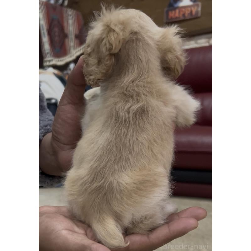 販売中の茨城県のアメリカンコッカースパニエル-428616の4枚目