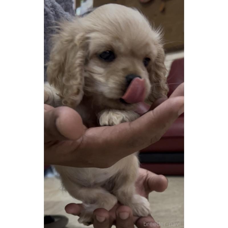 販売中の茨城県のアメリカンコッカースパニエル-428616の3枚目