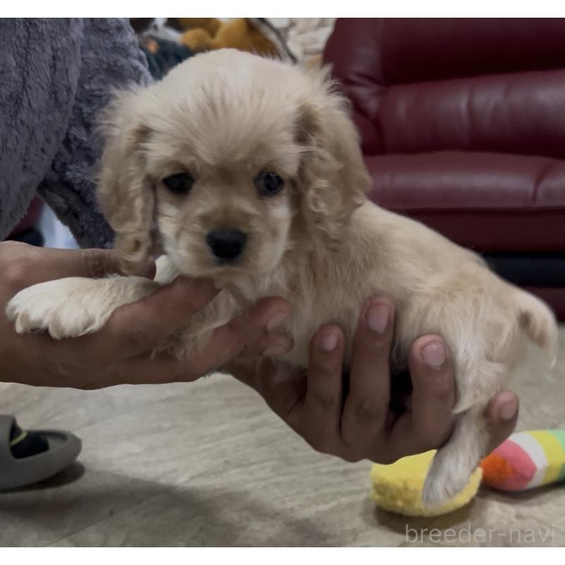 販売中の茨城県のアメリカンコッカースパニエル-428616の2枚目