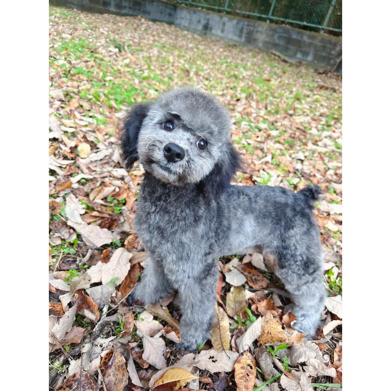 販売中の栃木県のトイプードル-407613