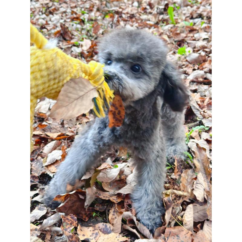 成約済の栃木県のトイプードル-407613の7枚目