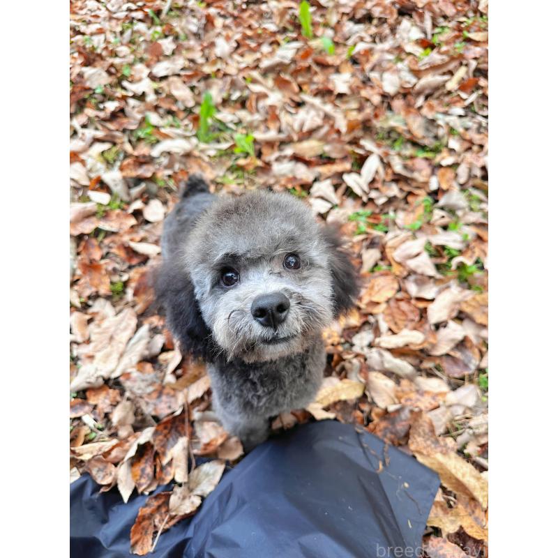 成約済の栃木県のトイプードル-407613の6枚目