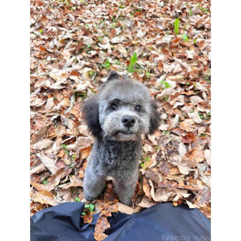 成約済の栃木県のトイプードル-407613の5枚目