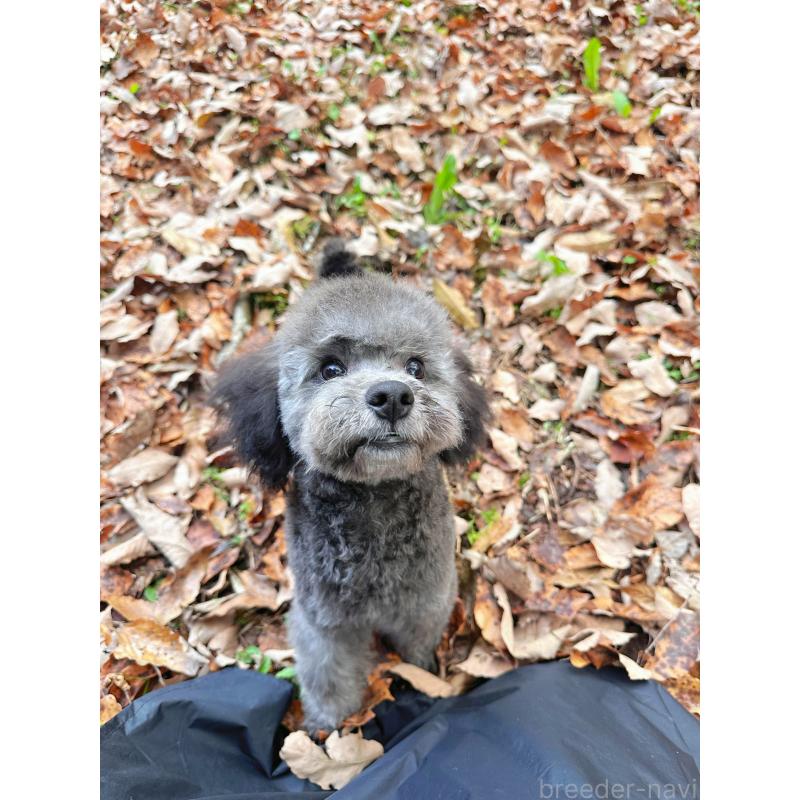 成約済の栃木県のトイプードル-407613の4枚目