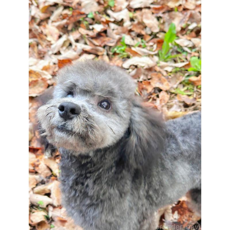 成約済の栃木県のトイプードル-407613の3枚目