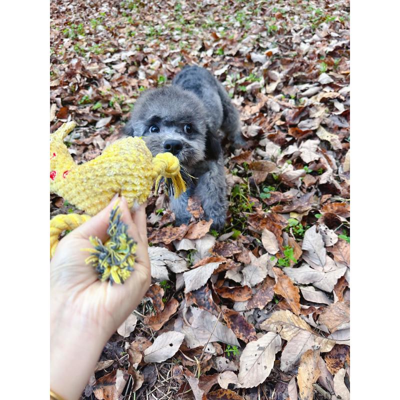 成約済の栃木県のトイプードル-407613の2枚目