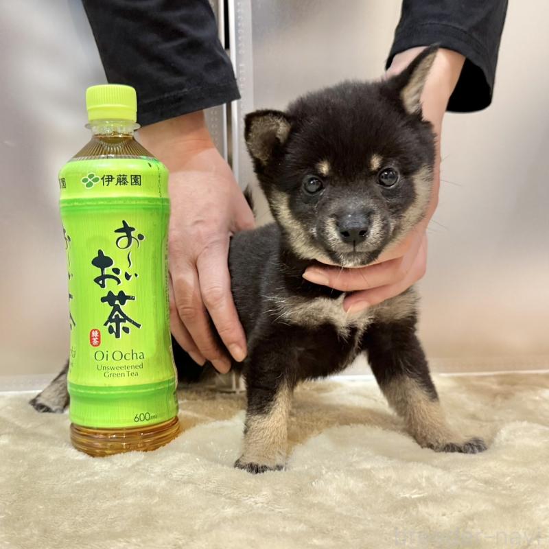 販売中のの豆柴-419821