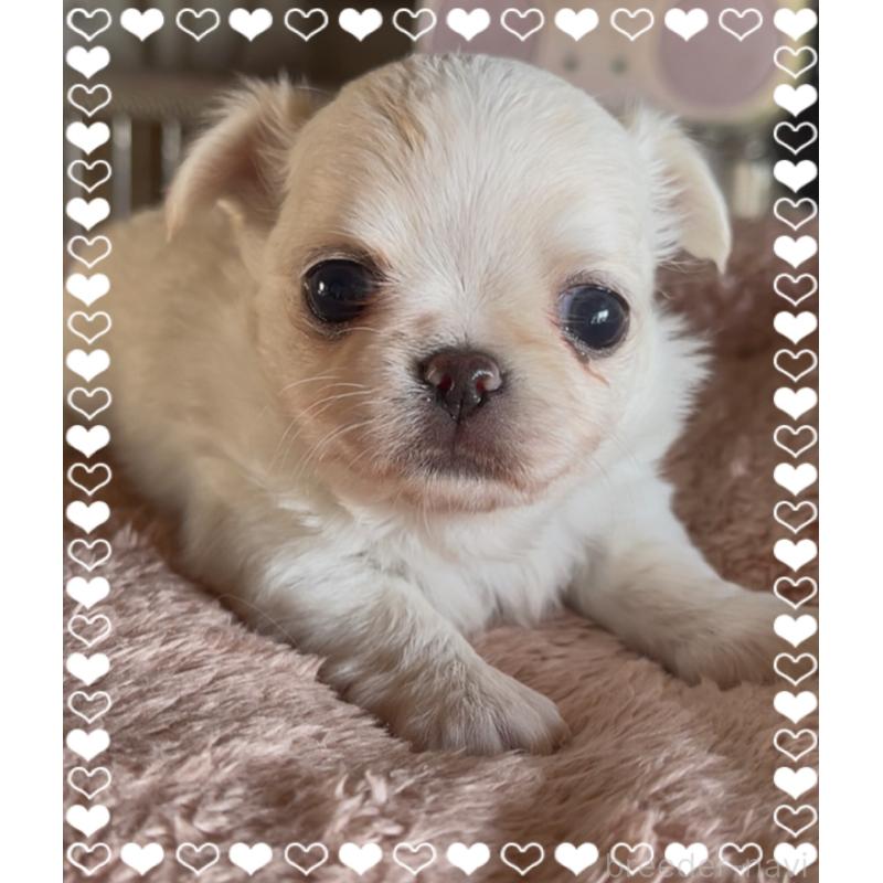 販売中の東京都のチワワ(ロングコート)-428617の6枚目