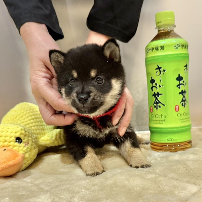 販売中の千葉県の豆柴-426359