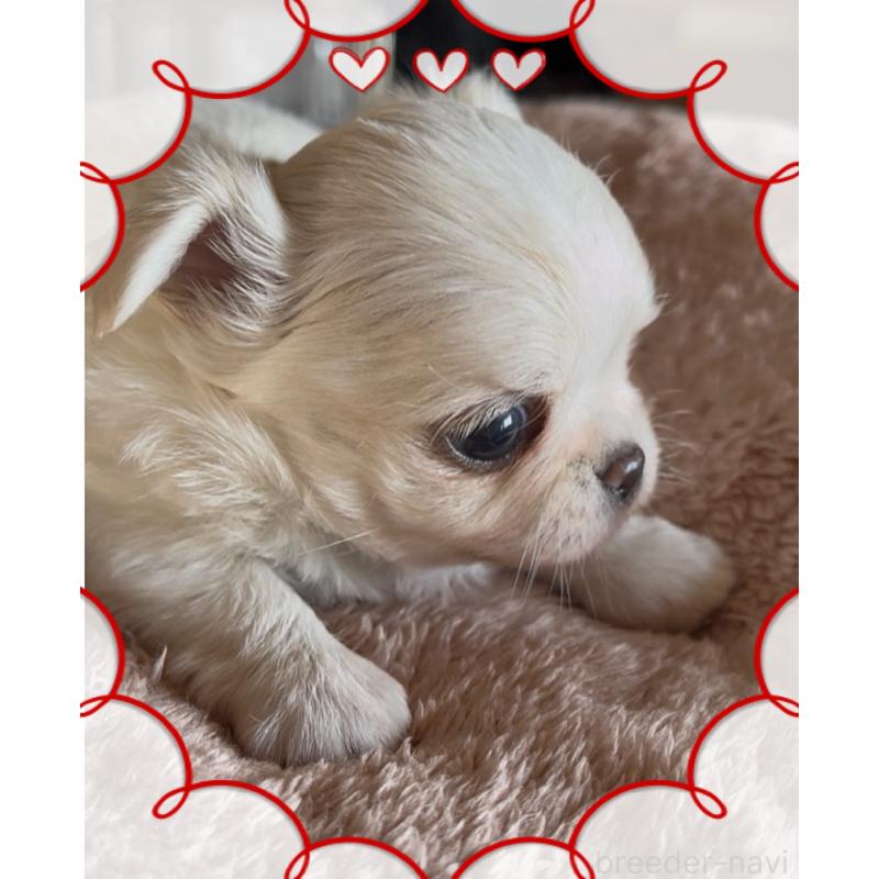 販売中の東京都のチワワ(ロングコート)-428617の5枚目