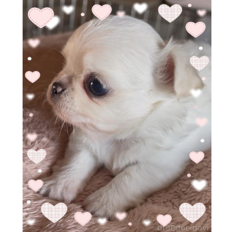 販売中の東京都のチワワ(ロングコート)-428617の4枚目