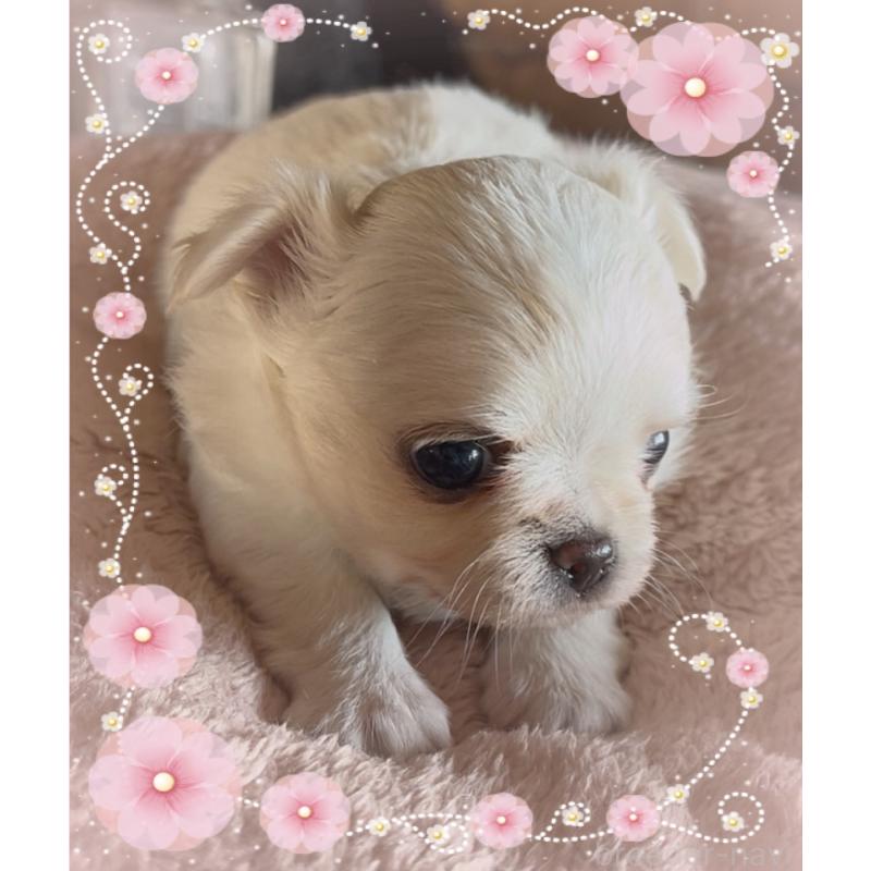 販売中の東京都のチワワ(ロングコート)-428617の3枚目