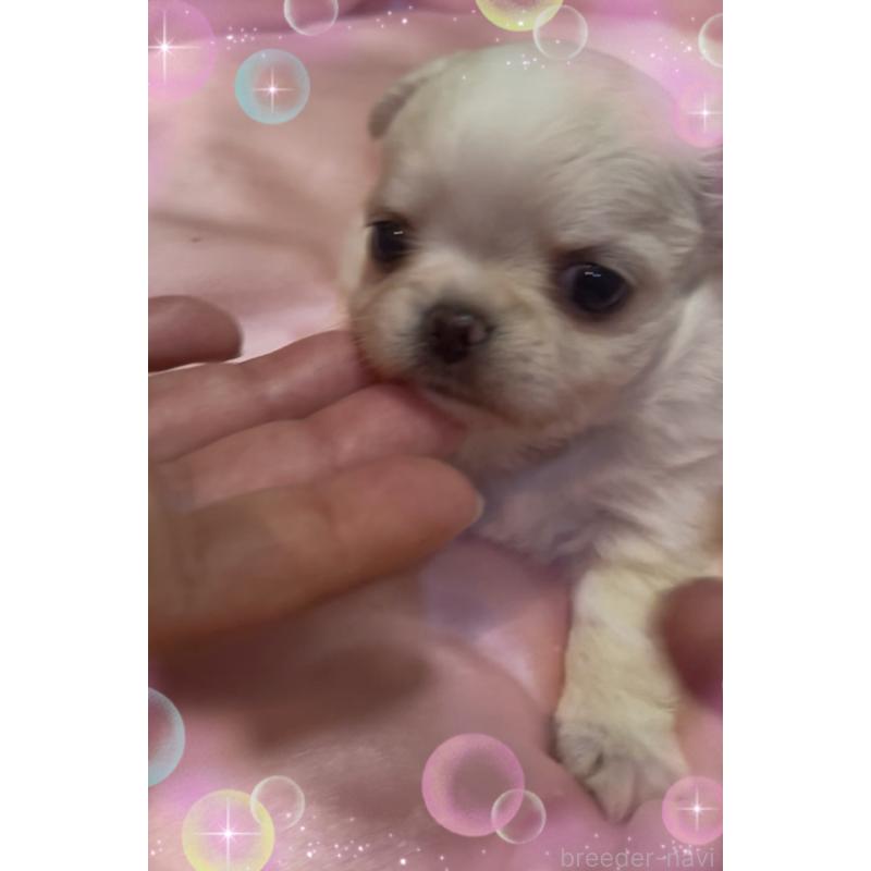 販売中の東京都のチワワ(ロングコート)-428617の1枚目