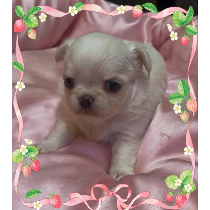 販売中の東京都のチワワ(ロングコート)-428617の2枚目