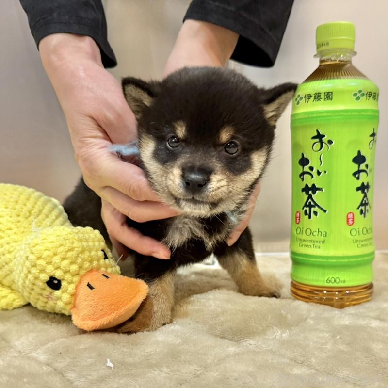 販売中の千葉県の豆柴-426356