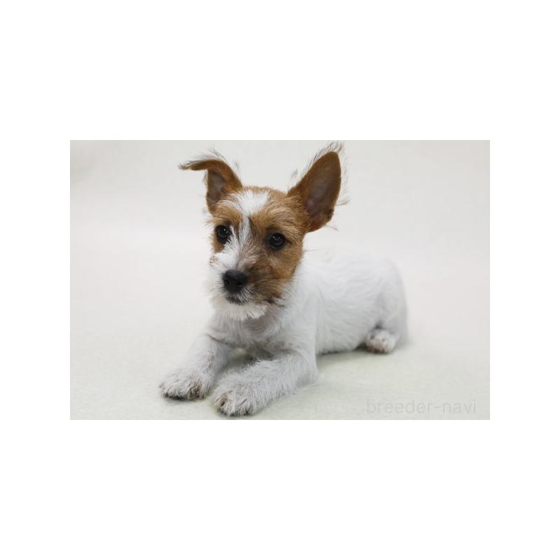 販売中の神奈川県のジャックラッセルテリア-414640