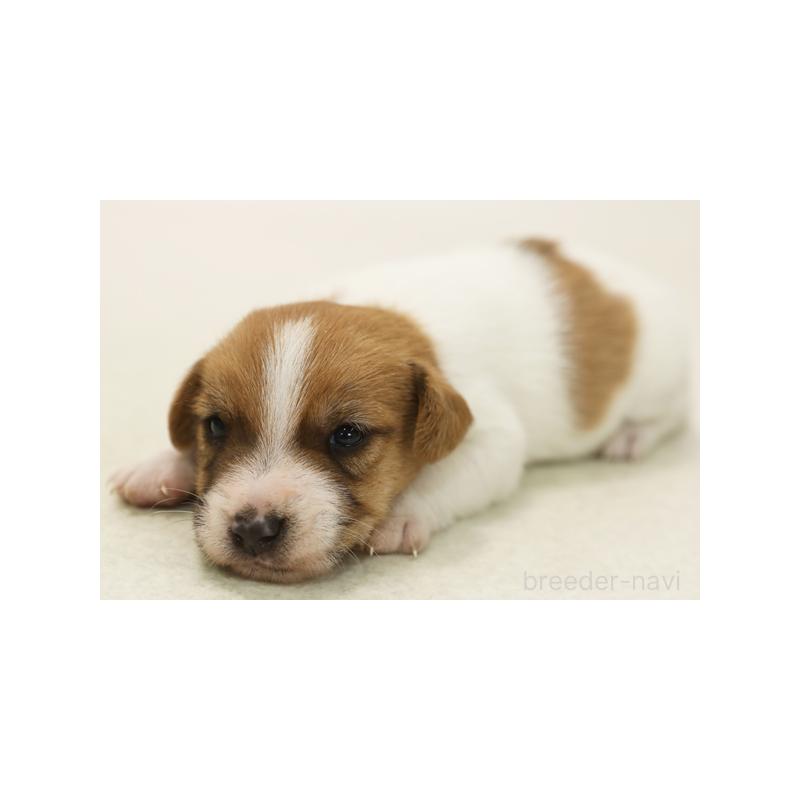 販売中の神奈川県のジャックラッセルテリア-428618の1枚目