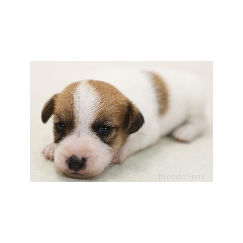 販売中の神奈川県のジャックラッセルテリア-428619