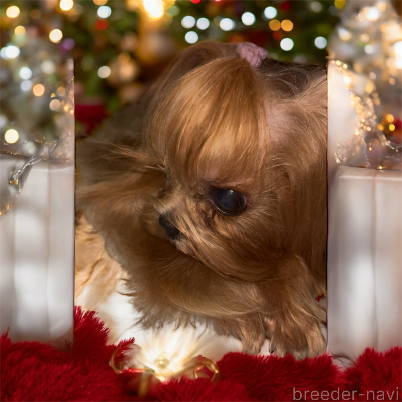 サブレくん1枚目