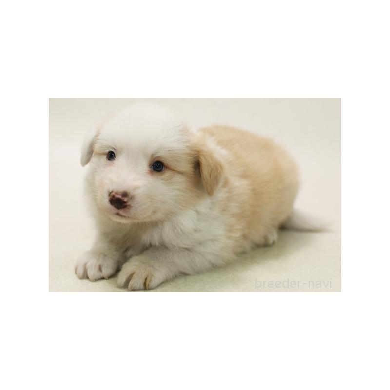 販売中の神奈川県のボーダーコリー-428621の1枚目