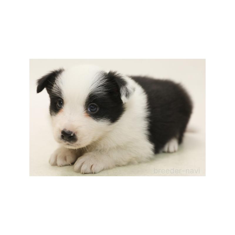 販売中の神奈川県のボーダーコリー-428622