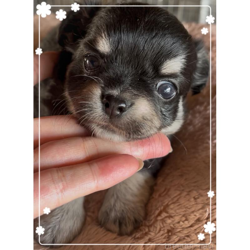 販売中の東京都のチワワ(ロングコート)-428623