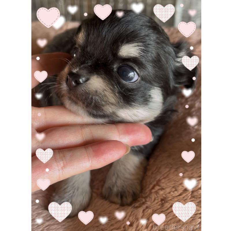 販売中の東京都のチワワ(ロングコート)-428623の6枚目