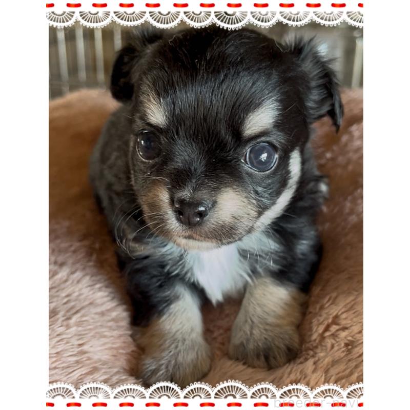 販売中の東京都のチワワ(ロングコート)-428623の5枚目