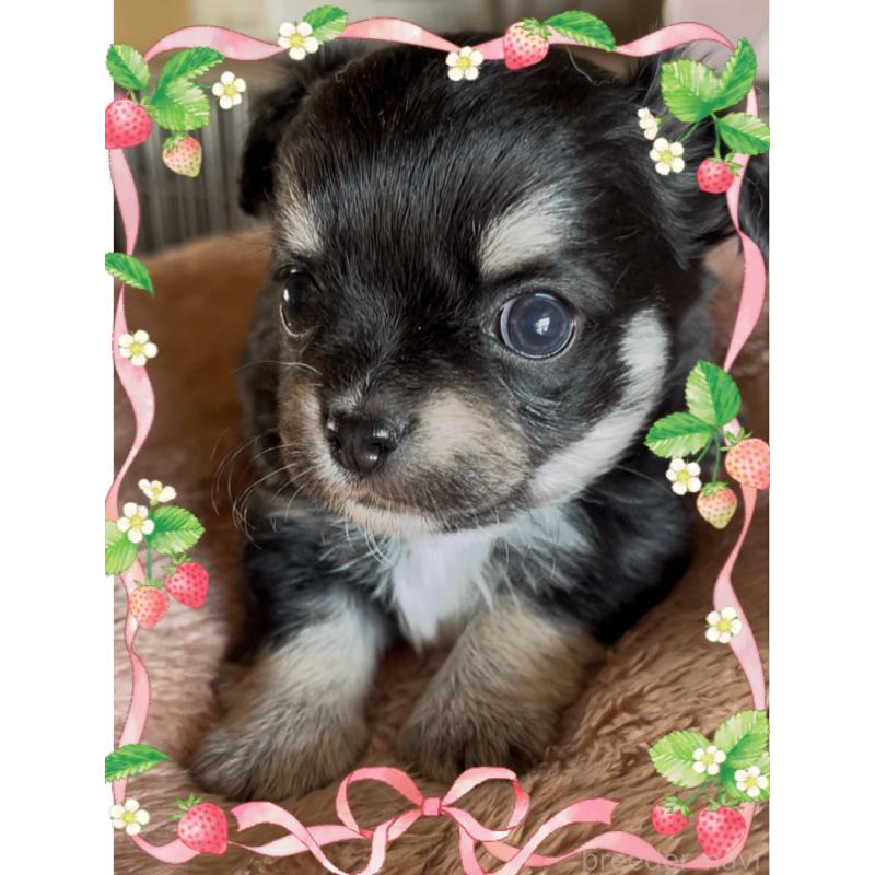 販売中の東京都のチワワ(ロングコート)-428623の4枚目