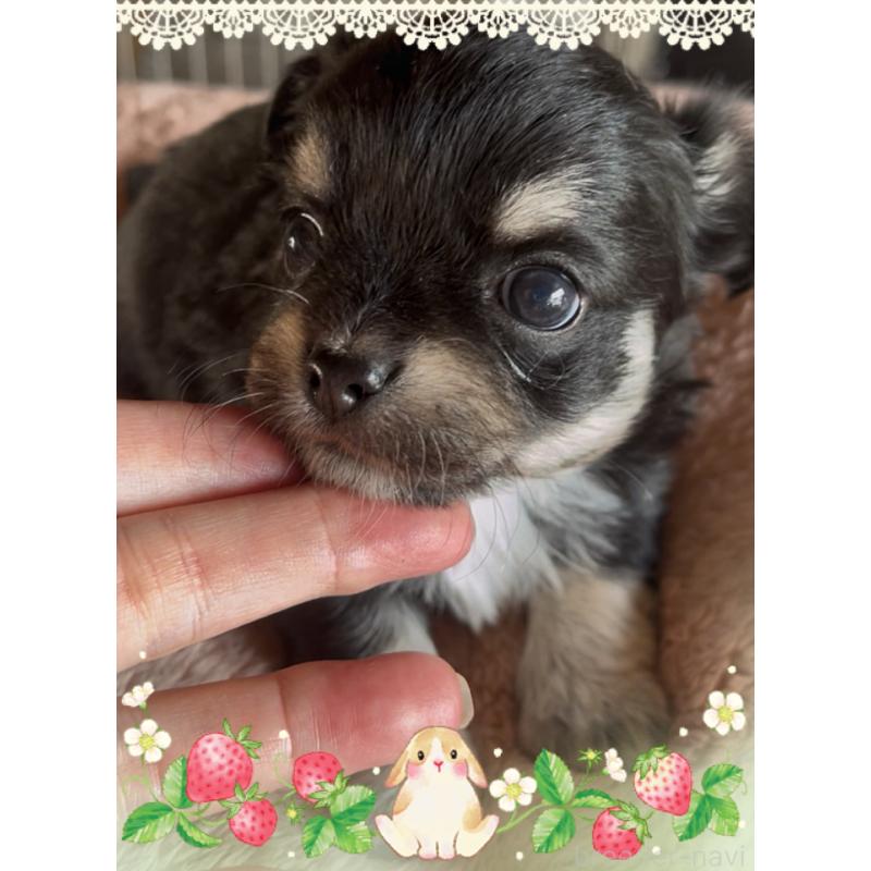 販売中の東京都のチワワ(ロングコート)-428623の3枚目