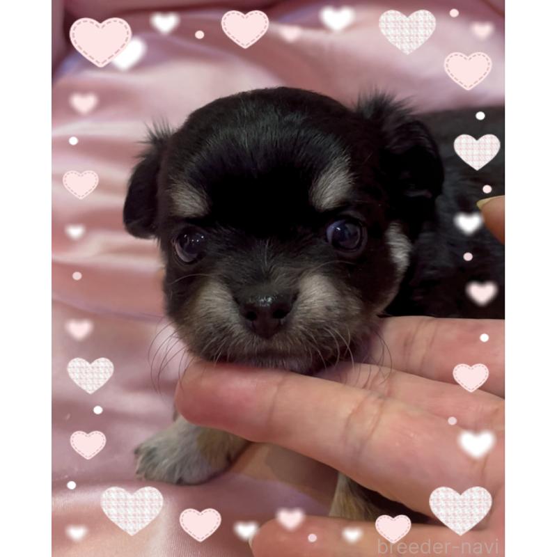 販売中の東京都のチワワ(ロングコート)-428623の2枚目