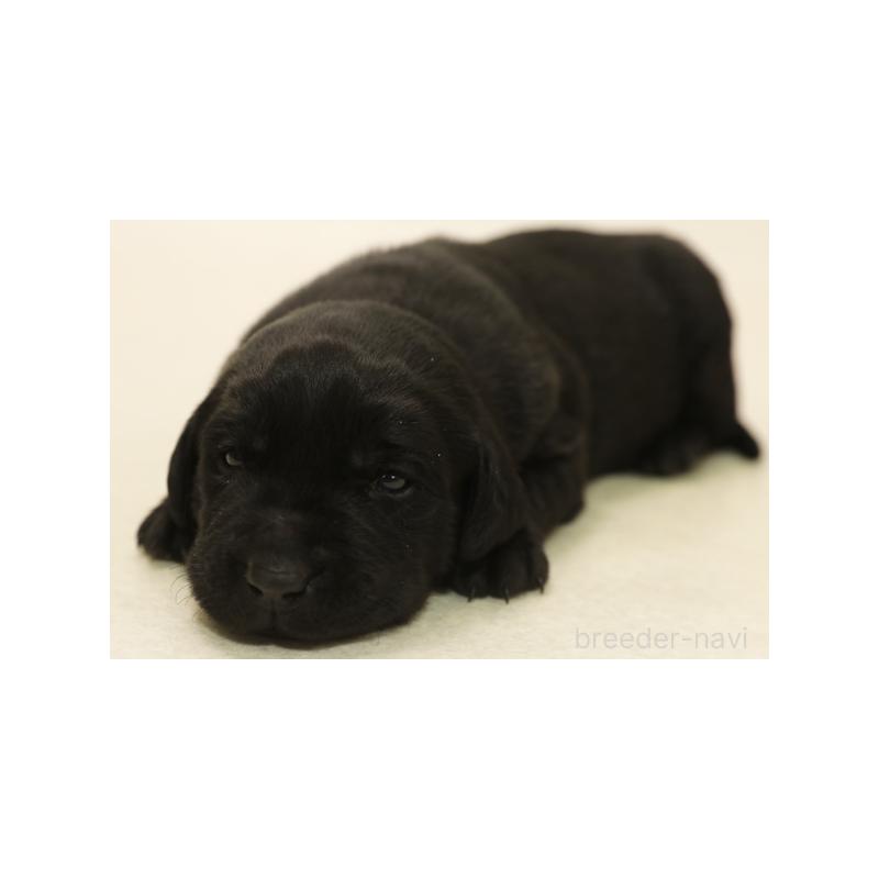 販売中の神奈川県のラブラドールレトリーバー-428624の1枚目