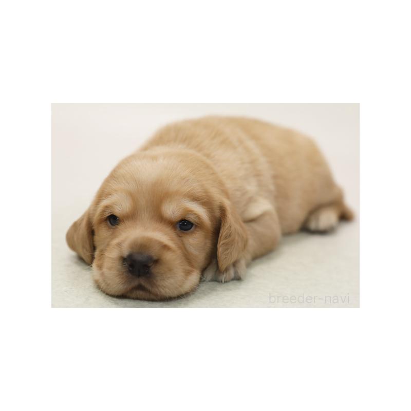 販売中の神奈川県のミックス犬-428626の1枚目