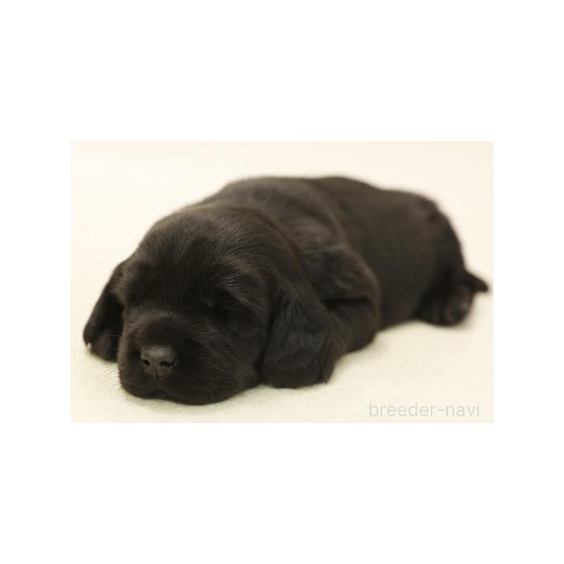 販売中の神奈川県のミックス犬-428627の1枚目