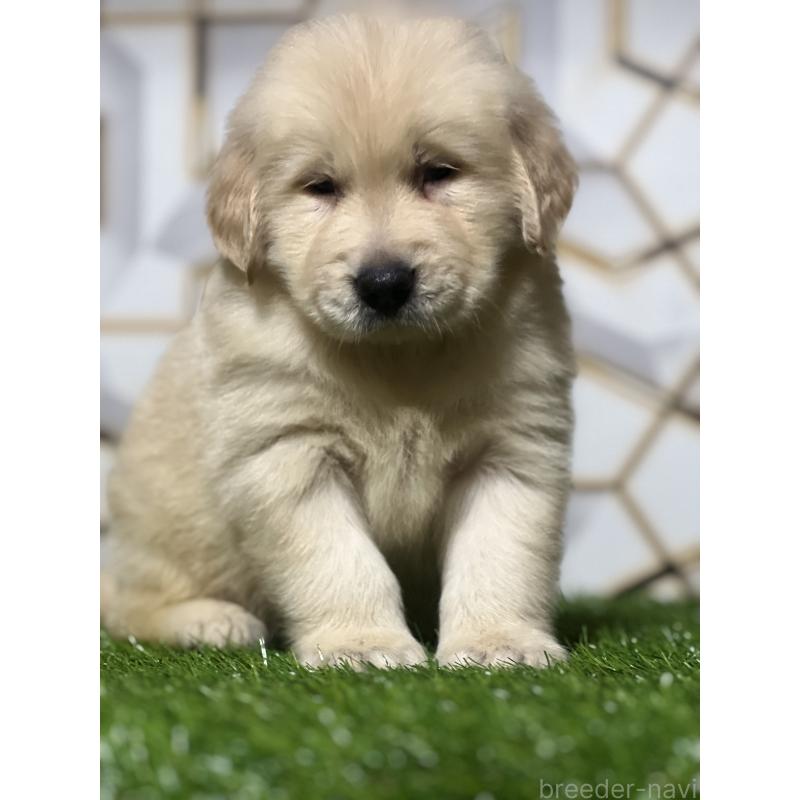 販売中の静岡県のゴールデンレトリーバー-428631の7枚目