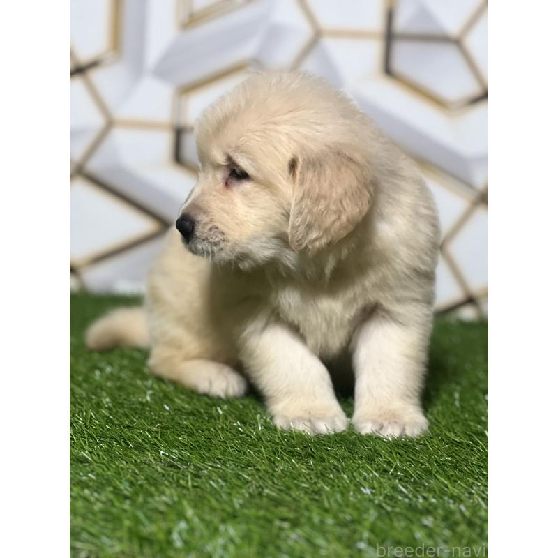 販売中の静岡県のゴールデンレトリーバー-428631の5枚目