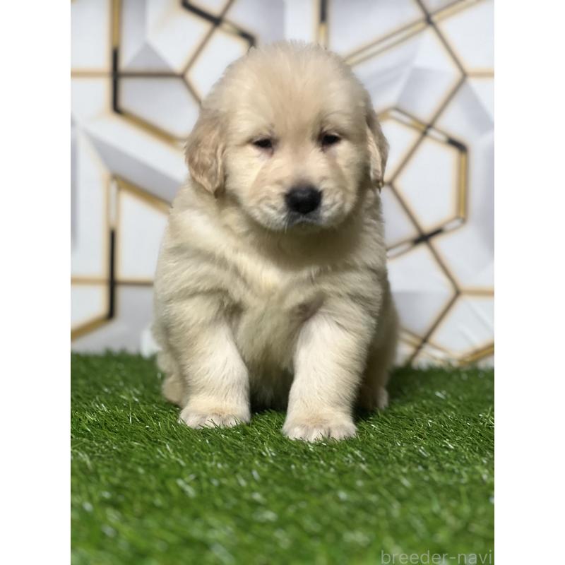 販売中の静岡県のゴールデンレトリーバー-428631の4枚目