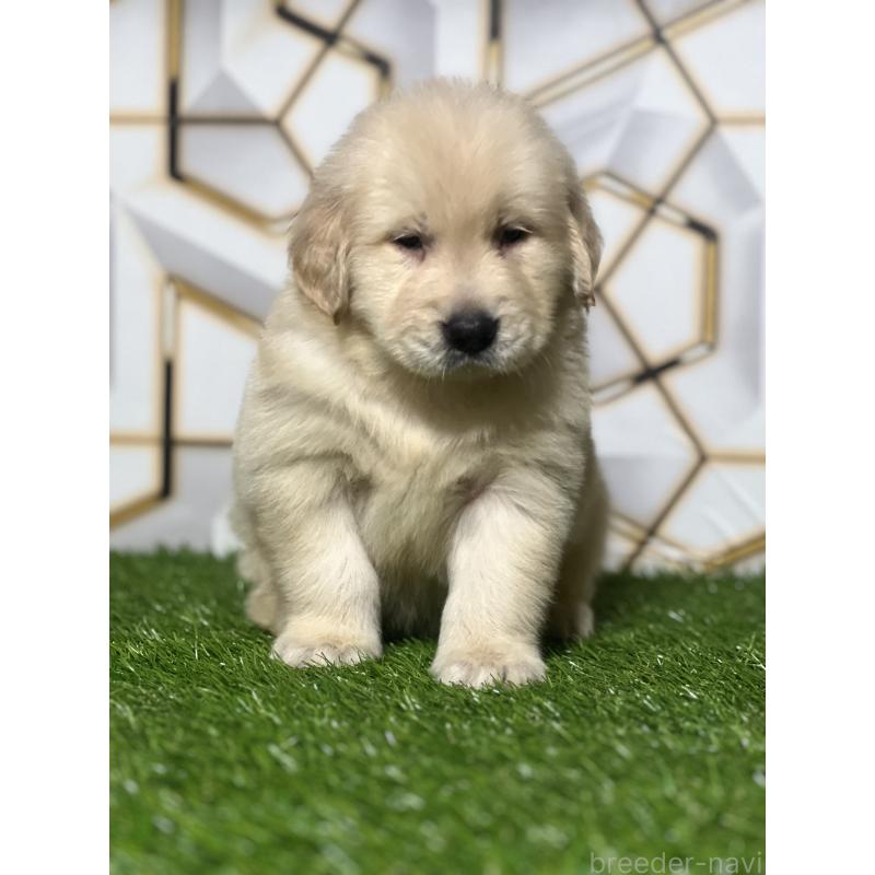 販売中の静岡県のゴールデンレトリーバー-428631の2枚目