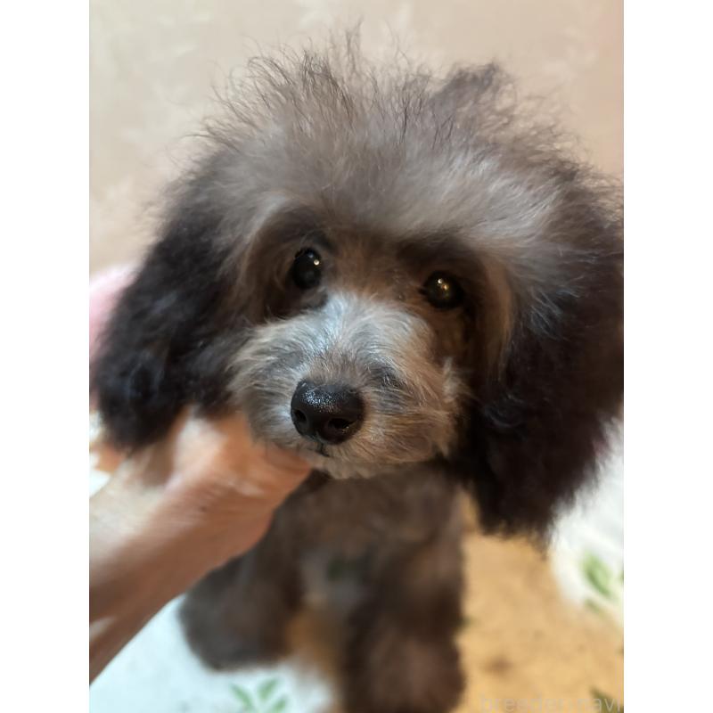 販売中の宮崎県のティーカッププードル-428635の4枚目